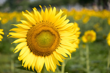 Beautiful yellow sunflower in the farm background