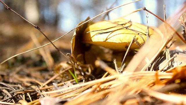 Mushrooms growing in forest. Autumn Cep Mushrooms. Mushrooms Picking.