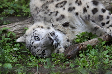 ユキヒョウ　（snow leopard）