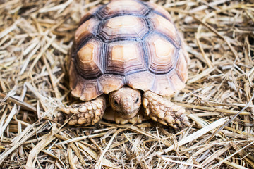 Tortoise, Turtle