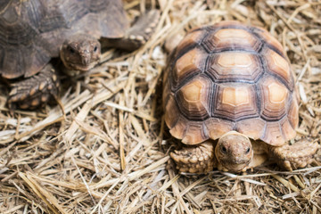 Tortoise, Turtle