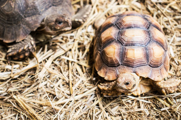 Tortoise, Turtle