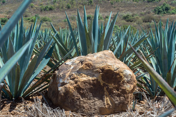 En el campo de agave hay una piedra grande.