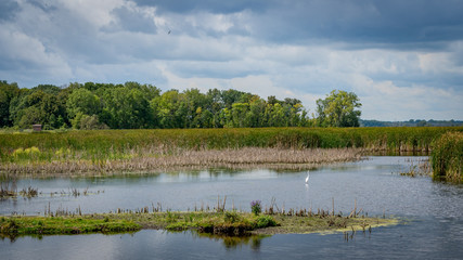 Marshland with trees and cloudy sky
