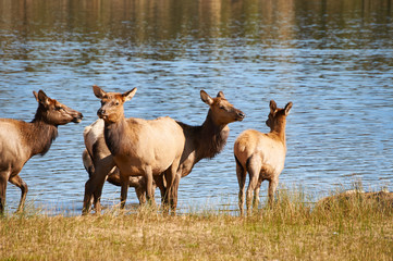 Elk-Hen-Party