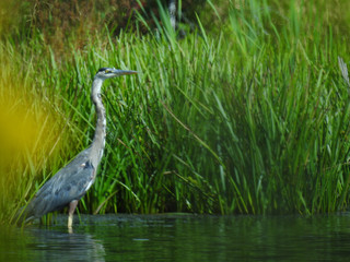 blue heron