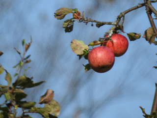 apples