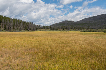 Grassy Marsh in Colorado