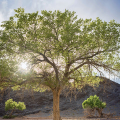 lush green trees growing along dirt road at sunset
