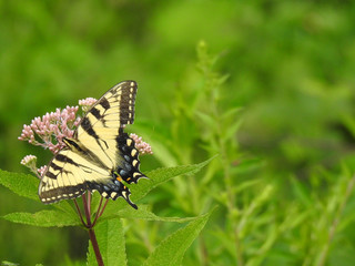 swallowtail butterfly