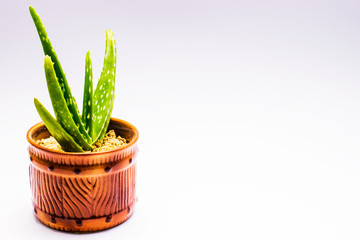 Aloe vera plant in brown pot on white background.