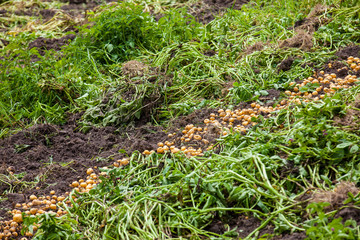 Harvesting of yellow potato ( Solanum phureja )