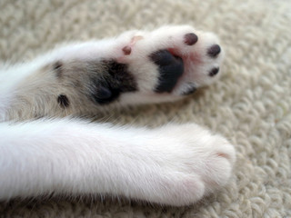 Fototapeta premium ネコの手の黒い肉球