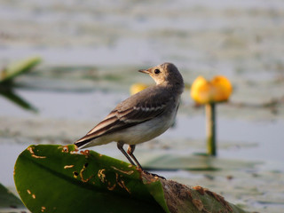 A small bird sat down on a water lily on the lake