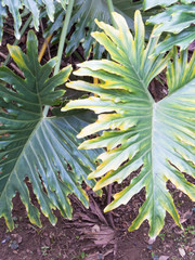 Philodendron selloum,  Philodendron bipinnatifidum in tropical garden shaded with its lush green leaves
