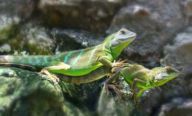 Lizard families together with the couple in the tree is looking to the future so cute when watching them in zoo