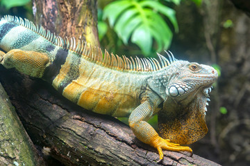 Giant iguana portrait is resting in the zoo. This is the residual dinosaur reptile that needs to be preserved in the natural world