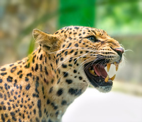 Portrait of leopard prints angry in the natural world. This is an animal belonging to the cat...