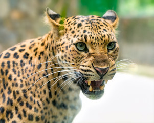 Portrait of leopard prints angry in the natural world. This is an animal belonging to the cat...