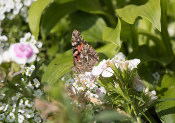 Painted Lady Butterfly