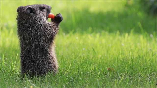 Young groundhog standing in soft green grass eats carrot while another scurries on by 
