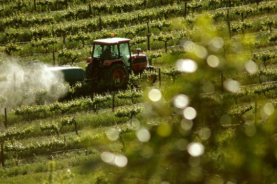 Winery vineyard spraying featuring rows of contoured vines and grapes with Tractor