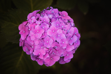 Obraz premium Pink Purple Hydragea