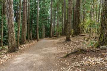 Hiking trail in the forest in Provincial Park British Columbia Canada.