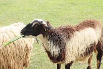 Sheep in the farm
