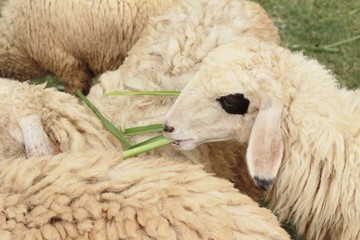 Naklejka premium Sheep in the farm