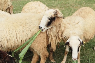 Fototapeta premium Sheep in the farm