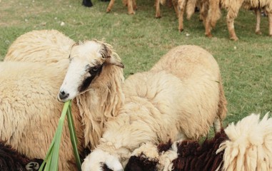 Sheep in the farm