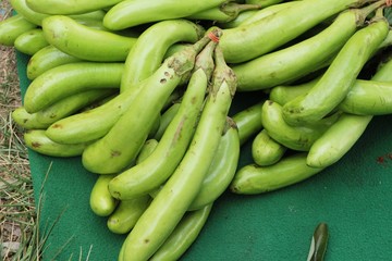 Fresh eggplant green organic in the market