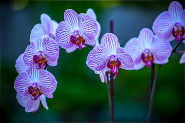 White end violet orchid flowers, horizontal natural blurred green background.