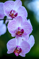 White end violet orchid flowers, vertical natural blurred green background.