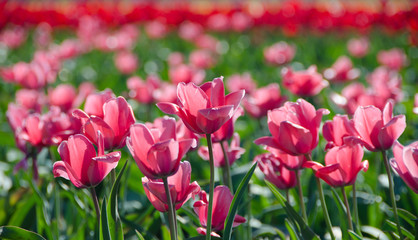 Pink tulips, Mossyrock WA