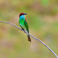 Blue-throated Bee-eater bird