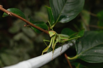 カマキリ