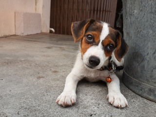 Jack Russell Terrier puppy lying on the floor, selective focus.