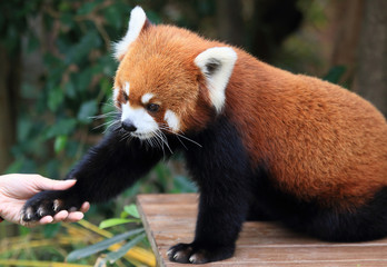 cute red panda enjoying human touch