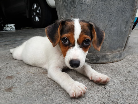 Jack Russell Terrier puppy lying on the floor, selective focus.