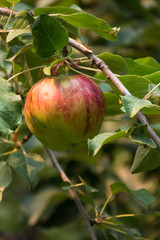 Close up of a ripening apple on the tree. Photographed with a shallow depth of field in natural light.