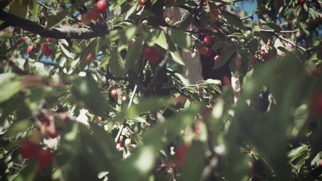 4K Summer Shot, Woman in Cherry Tree