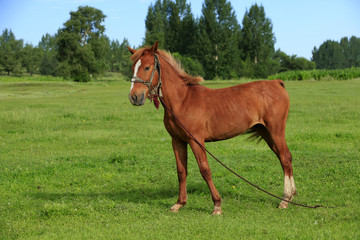 Obraz premium The horse in the grasslands