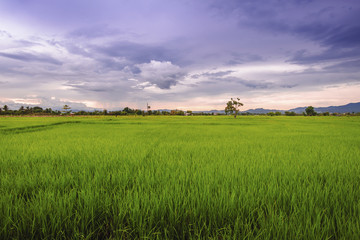 Fototapeta premium landscape of rice fields with sunset sky in Thailand