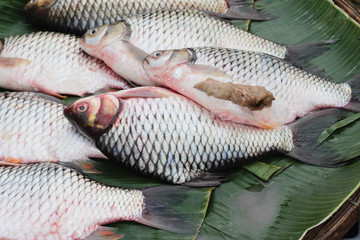 Fresh fish in the market