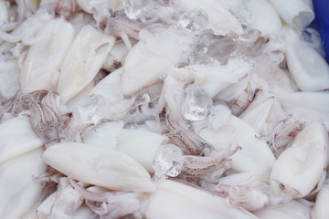 Fresh squid in the market