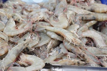 Fresh shrimp in the market