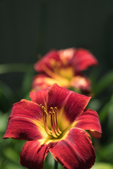 Fire Red Lilly