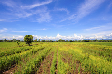 landscape of rice field sky blue background in summer